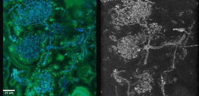 Descubren nueva especie de hongo en fósil de planta de 407 millones de años en Escocia