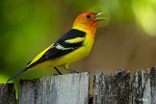 Descubren atajos lingüísticos en el canto de los pájaros, similares a los humanos