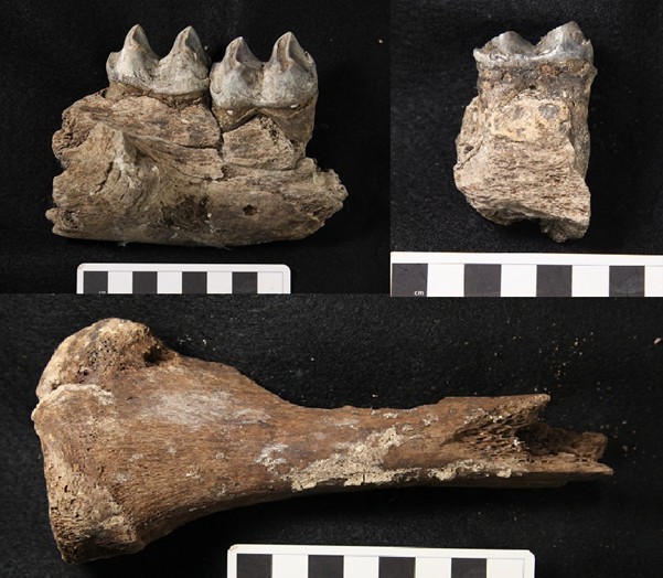 Descubren vínculo inesperado entre el koala y el 'león marsupial' de la Edad de Hielo