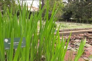 Descubren un mecanismo clave para combatir la falta de oxígeno en plantas y humanos