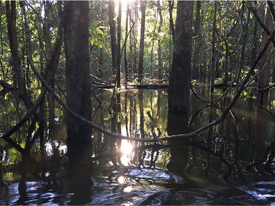 Presentan en la COP30 un compromiso para proteger la biodiversidad amazónica