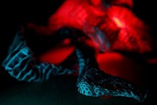 Desmitificando las serpientes: entre mitos y realidades científicas