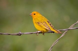 Descubre al Sicalis flaveola, el ave confundida con un canario