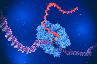 Investigación revela cómo los circuitos genéticos afectan la expresión de genes y la estructura del ADN