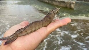 Innovadora tecnología Biofloc para una acuicultura más sostenible