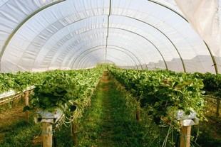 TECNOVA participa en el proyecto SMALI para mejorar la iluminación LED en invernaderos