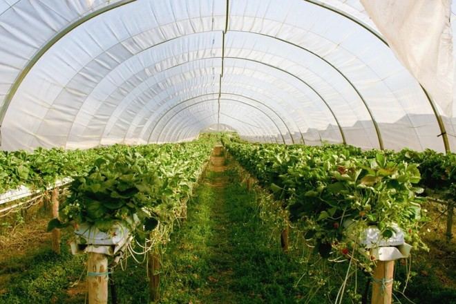 TECNOVA participa en el proyecto SMALI para mejorar la iluminación LED en invernaderos