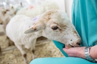 Diez organizaciones concentran la mitad de la investigación animal en Gran Bretaña en 2024