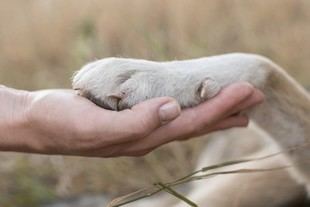 Terapia con perros ayuda a reducir la ansiedad en adolescentes con trastornos alimentarios
