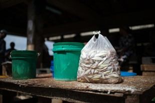 El impacto de las prohibiciones de bolsas de plástico en comunidades vulnerables