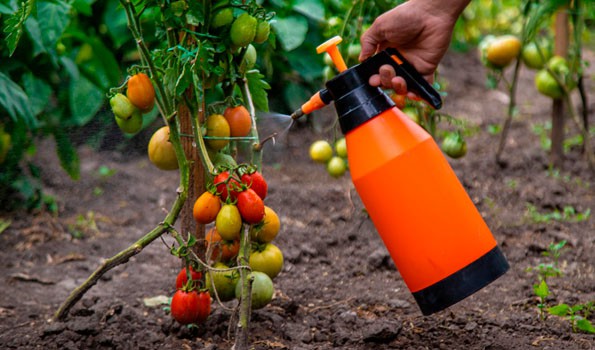 Desarrollan tomates que resisten mejor la sequía