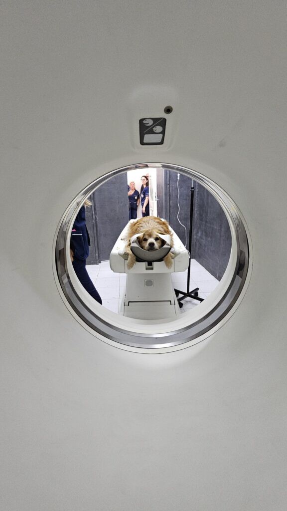 La Facultad de Ciencias Veterinarias suma un tomógrafo para diagnóstico avanzado