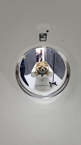 La Facultad de Ciencias Veterinarias suma un tomógrafo para diagnóstico avanzado