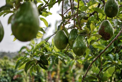 Residuos de aguacate se convierten en bioaditivo para emulsiones industriales