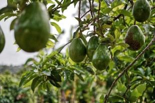 Residuos de aguacate se convierten en bioaditivo para emulsiones industriales