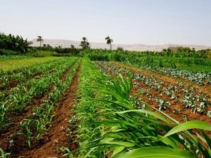 TropiConnect lanza plataforma digital para transformar la agricultura global