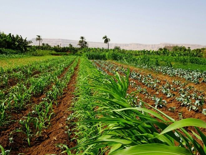 TropiConnect lanza plataforma digital para transformar la agricultura global