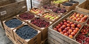 Desarrollo de recubrimiento natural en Chile para proteger fruta exportada