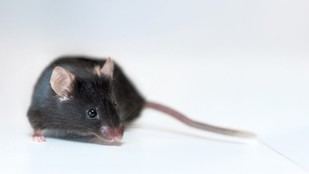 Organizaciones del Reino Unido publican estadísticas sobre el uso de animales en investigación en 2024