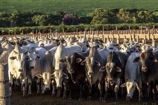 Estudio de la Universidad de Manchester revela desafíos en el comercio global de carne de res y sugiere lecciones para el Reino Unido