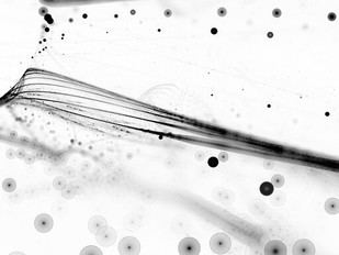 ULisboa cuenta con 419 investigadores destacados a nivel mundial