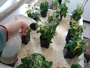 Innovador abono bacteriano mejora cultivos en condiciones adversas