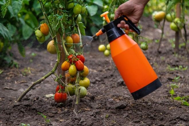 Nuevo compuesto mejora la resistencia de tomates y cultivos a la sequía