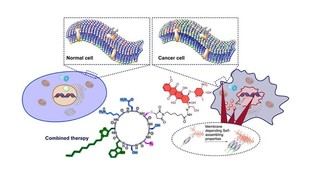 Desarrollan una estrategia innovadora con nanotubos peptídicos para combatir la resistencia a la quimioterapia