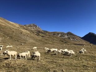 Declive global del ganado: un estudio del CSIC revela cambios significativos en la ganadería