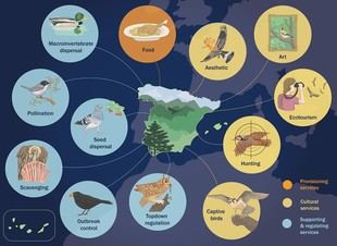 Estudio revela los beneficios de las aves para el bienestar humano