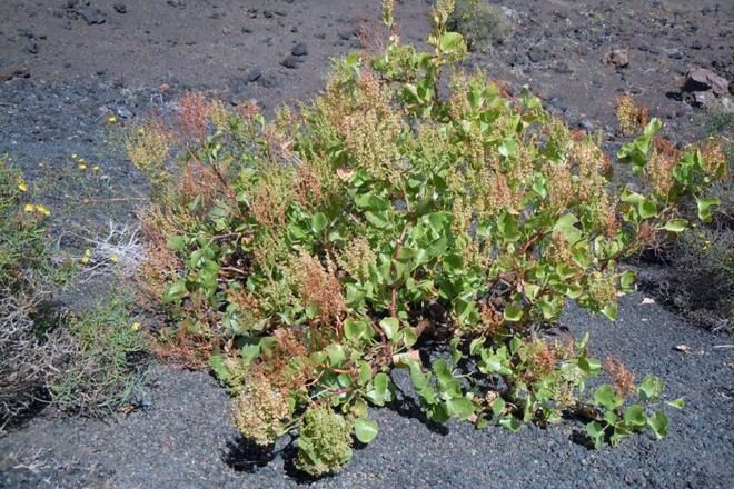 Estudio de la ULL desafía teorías sobre plantas invasoras en islas