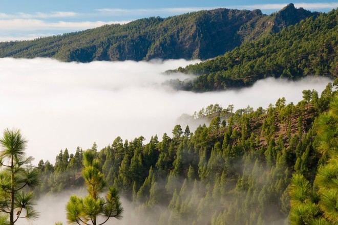 Investigadores de la ULL alertan sobre el descenso del mar de nubes en la Macaronesia por el cambio climático