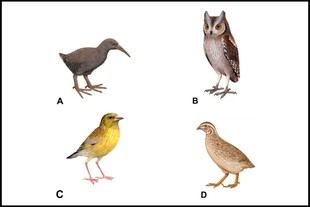 La ULL revela que la actividad humana causó la mitad de las extinciones en especies endémicas macaronésicas