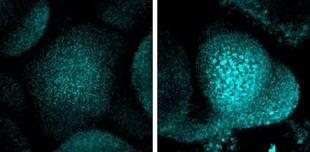 Las plantas detienen su crecimiento en sequía para proteger su ADN