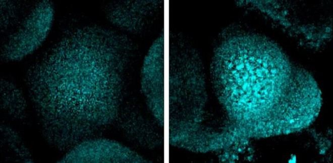 Las plantas detienen su crecimiento en sequía para proteger su ADN