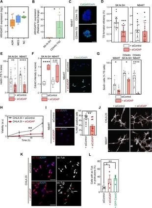 Nuevas claves sobre la agresividad del neuroblastoma infantil descubiertas por el IBiS