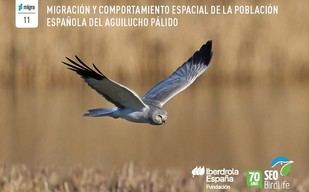 Investigación revela patrones de movimiento del aguilucho pálido en España
