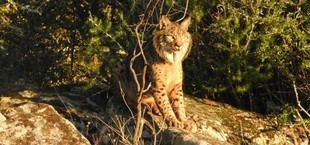 Los grandes depredadores influyen en la regeneración de árboles frutales en el Mediterráneo