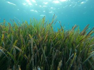 Desarrollan el primer inventario global del carbono en praderas submarinas