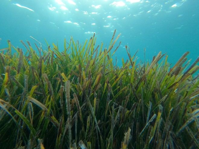 Desarrollan el primer inventario global del carbono en praderas submarinas