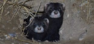 Confirman hibridación entre turones y hurones en España