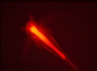 Crustáceos obtienen energía de microplásticos biodegradables, según estudio