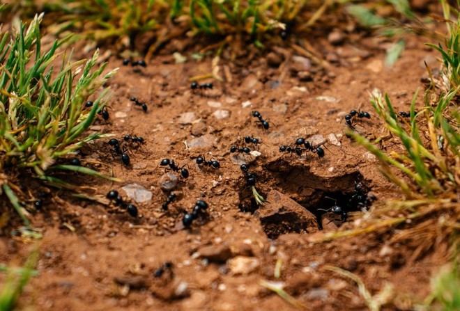 Un estudio sobre hormigas recibe el VII Premio de Investigación Guilleries