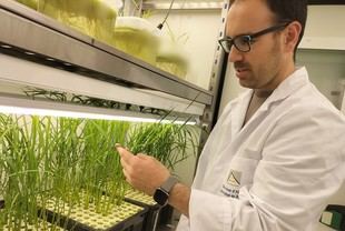 Investigador de la UA transforma residuos de posidonia en fertilizantes sostenibles para el arroz