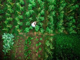 Método innovador con drones y simulaciones para mejorar cultivos hortícolas