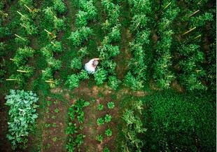 Método innovador con drones y simulaciones para mejorar la predicción de cultivos hortícolas