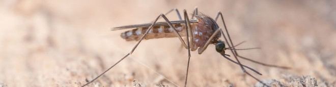 Estudio revela el origen de la zanzara que transmite el virus del West Nile al ser humano