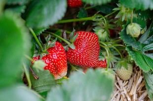 Proyecto europeo desarrollará envases biodegradables a partir de fresas en mal estado