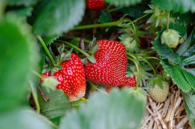 Proyecto europeo desarrollará envases biodegradables a partir de fresas en mal estado