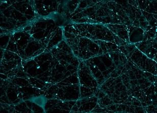 Desarrollan un sensor biológico que mide la actividad de una proteína esencial para la memoria y el corazón